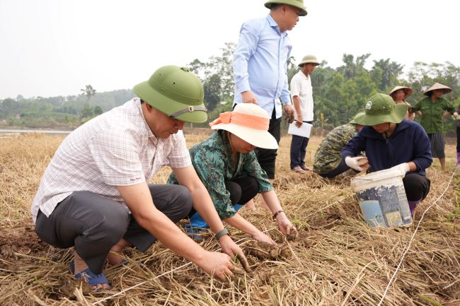 Người dân huyện Trấn Yên trồng ngô trên những diện tích lúa bị chết sau bão số 3.